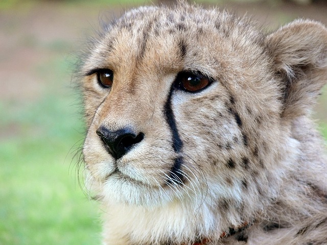 cheetah-275989_640