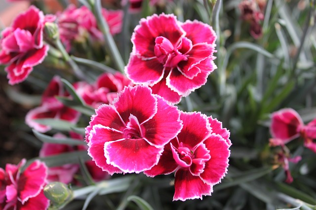 dianthus-885812_640 (1)